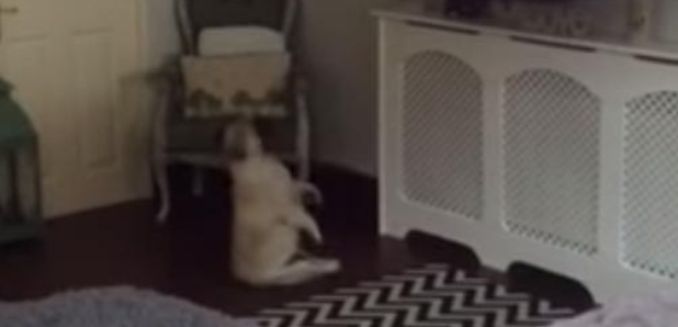 Bulldog dancing to wham