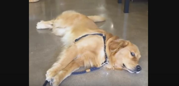 Dog refuses to move