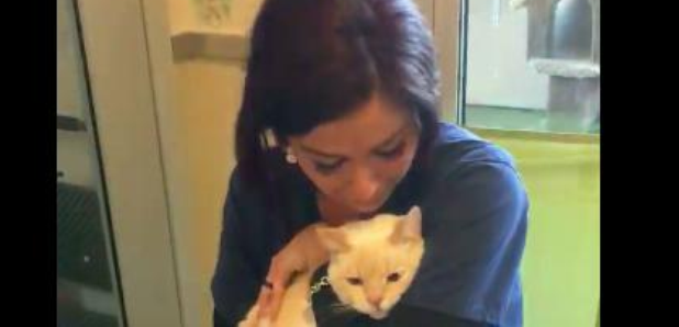 Cat owner reunited in animal shelter